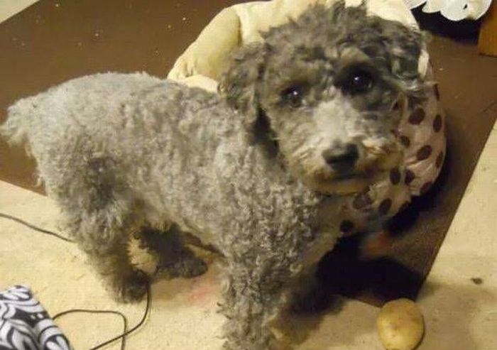 Dog Tries To Cheer Up Its Owner By Bringing Gifts (2 pics)