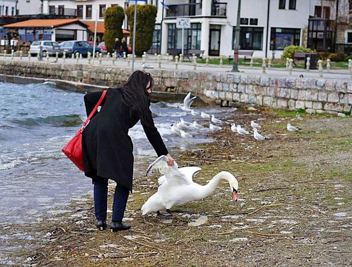 A Swan Died Just So This Woman Could Take A Selfie (3 pics)
