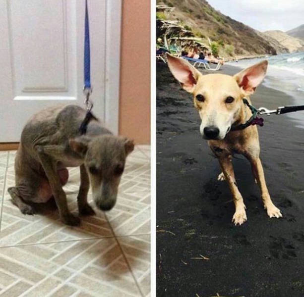 Before And After Photos Of Animals Who Found Their Forever Homes (31 pics)