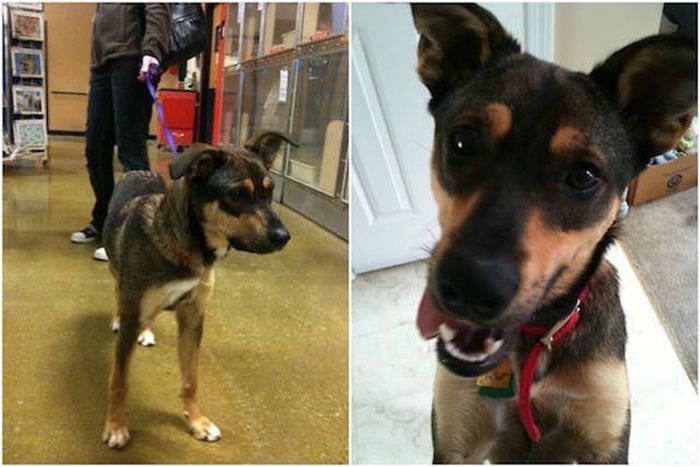 Before And After Photos Of Animals Who Found Their Forever Homes (31 pics)