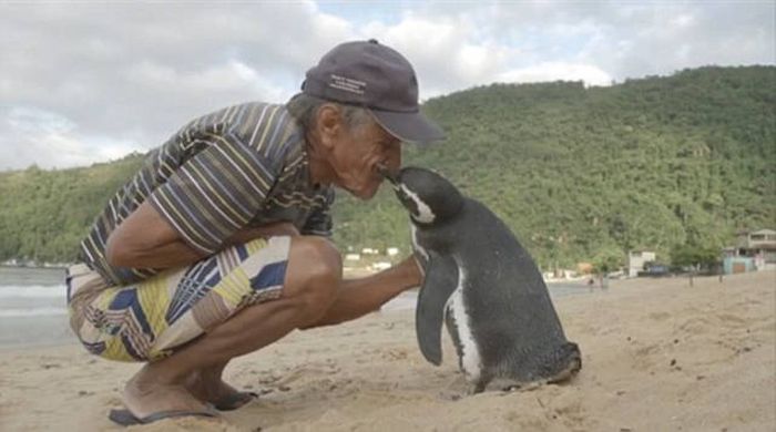 Every Year This Penguin Swims 8,000 Kilometers To See One Man (5 pics + video)