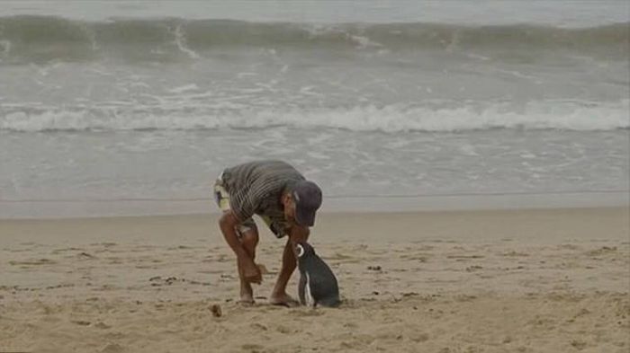 Every Year This Penguin Swims 8,000 Kilometers To See One Man (5 pics + video)