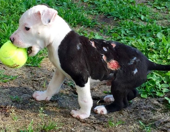 Lucky Puppy Gets Pulled From A Raging Fire In A Burning Barn (12 pics)