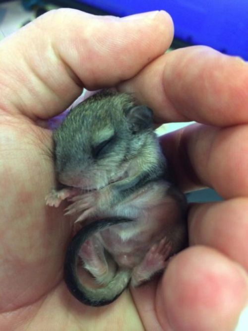 Man Nurses A Blind Baby Squirrel Back To Health (15 pics)