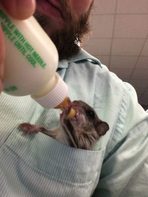 Man Nurses A Blind Baby Squirrel Back To Health (15 pics)