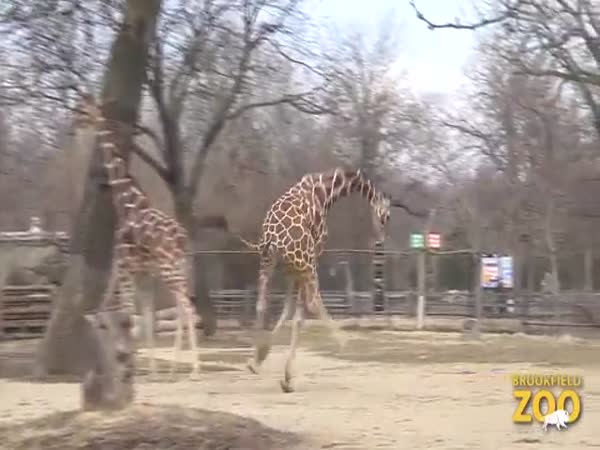 Happy Giraffe Runs At Brookfield Zoo