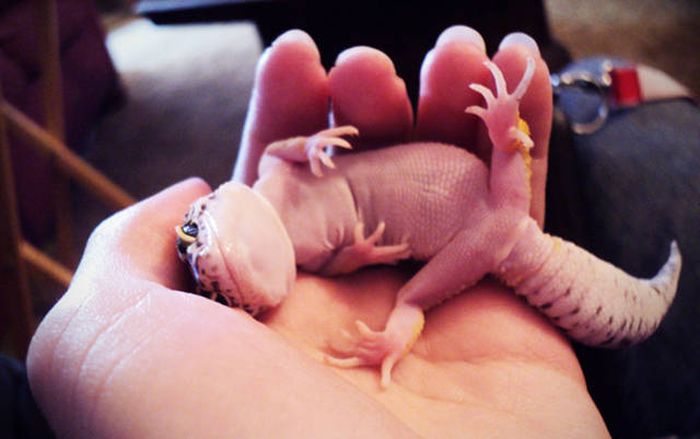 Acid Picdump (100 pics)