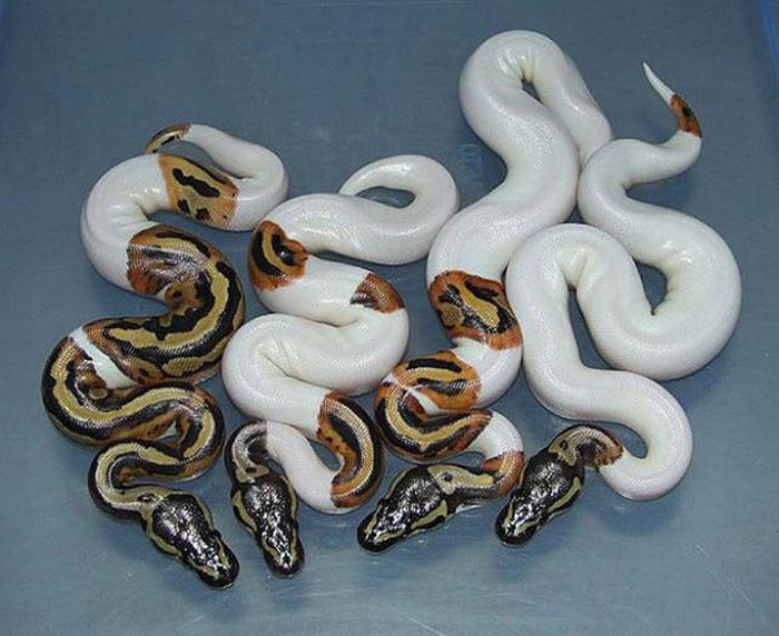 Acid Picdump (100 pics)