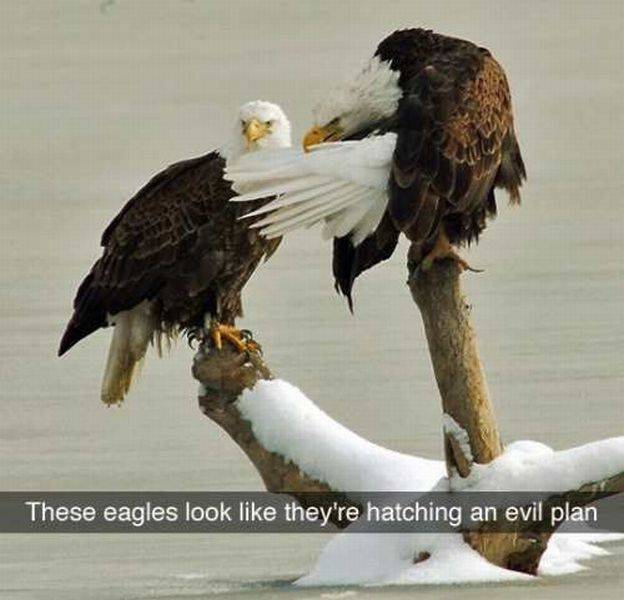 Acid Picdump (100 pics)