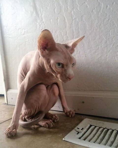 Acid Picdump (100 pics)