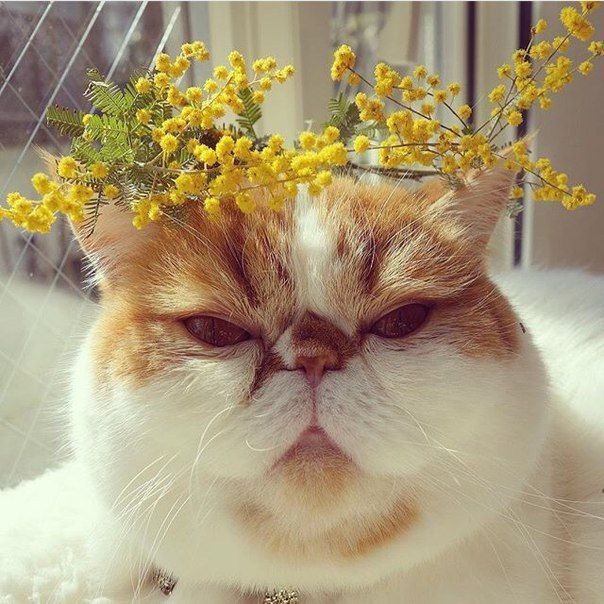 Acid Picdump (100 pics)