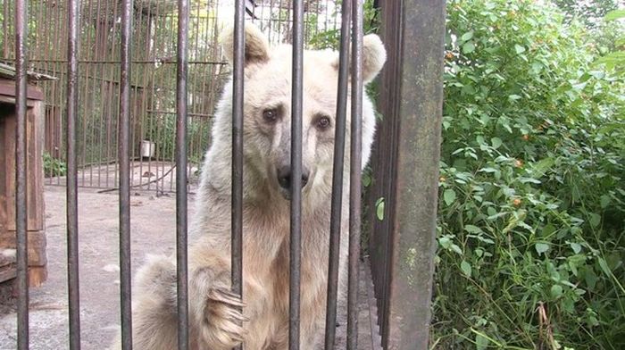 Bear Goes Through Drastic Changes After Being Released From The Zoo (11 pics)