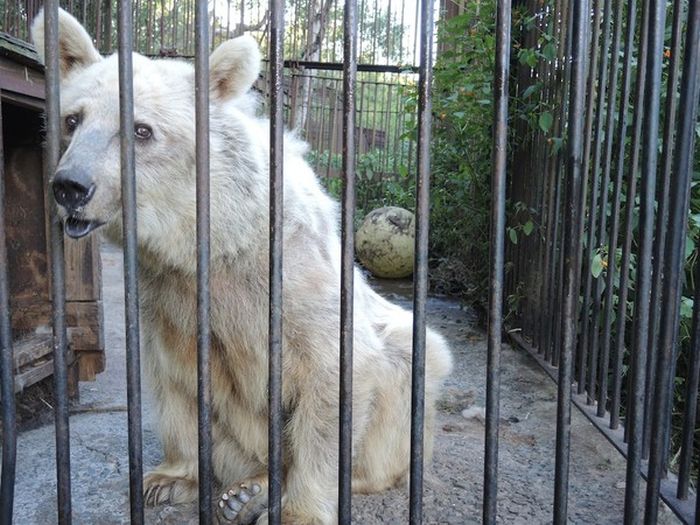 Bear Goes Through Drastic Changes After Being Released From The Zoo (11 pics)