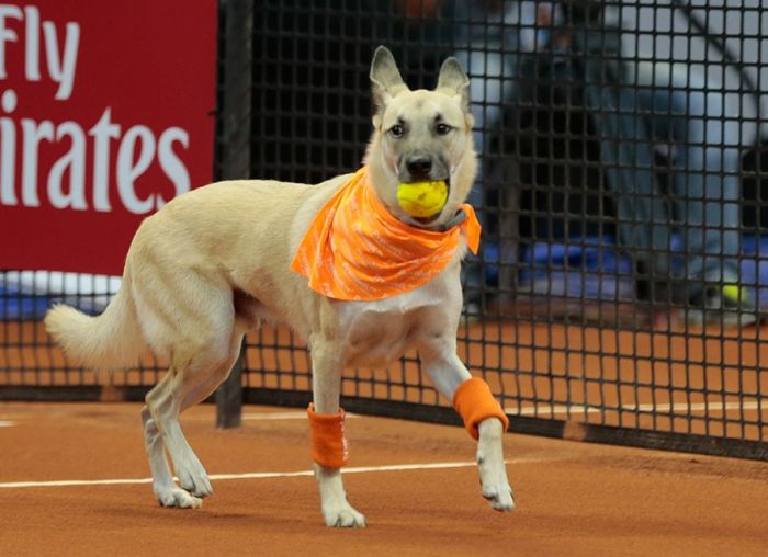 Shelter Dogs Get Their Dream Job Working At The Brazil Tennis Open (4 pics + video)
