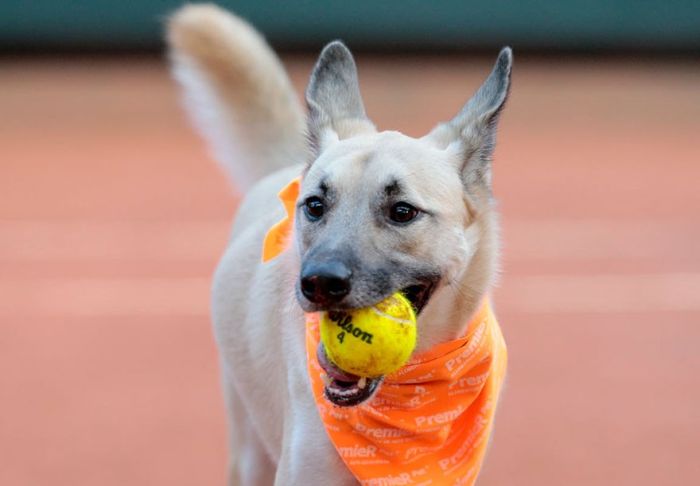 Shelter Dogs Get Their Dream Job Working At The Brazil Tennis Open (4 pics + video)