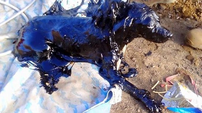 Dog Survives After Being Rescued From A Tar Pit (9 pics)