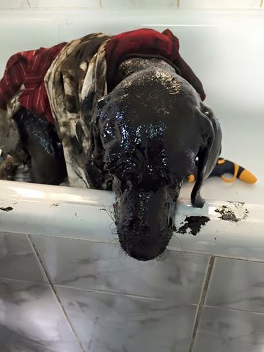 Dog Survives After Being Rescued From A Tar Pit (9 pics)