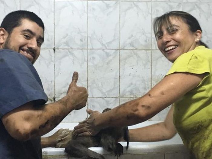 Dog Survives After Being Rescued From A Tar Pit (9 pics)