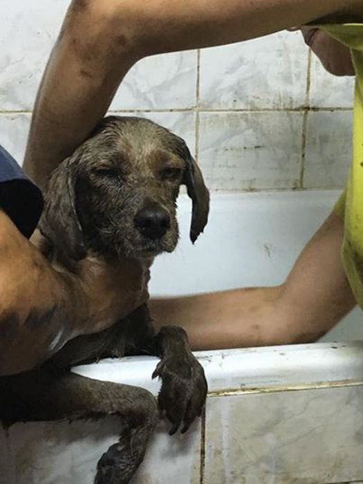 Dog Survives After Being Rescued From A Tar Pit (9 pics)
