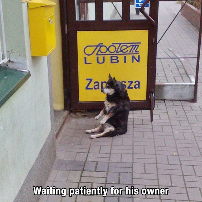 A Tribute To All The Awesome Dogs Around The World (23 pics)