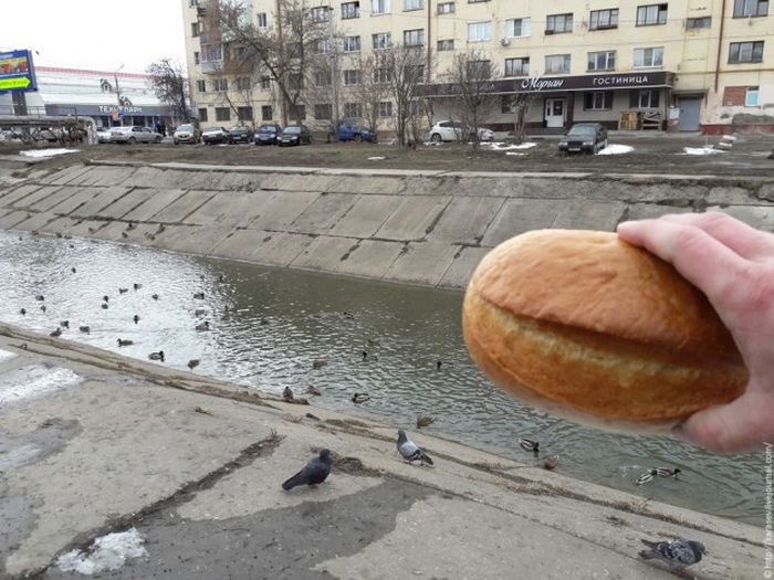 If You Don't Feed The Birds They'll Help Themselves (4 pics)