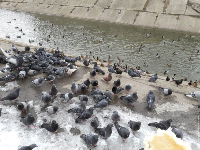 If You Don't Feed The Birds They'll Help Themselves (4 pics)