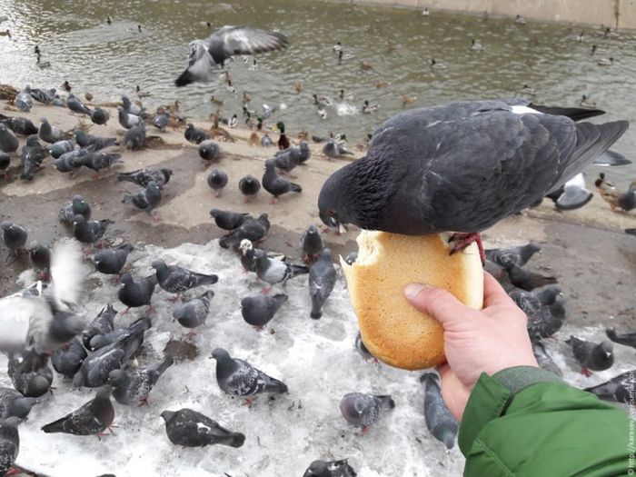 If You Don't Feed The Birds They'll Help Themselves (4 pics)