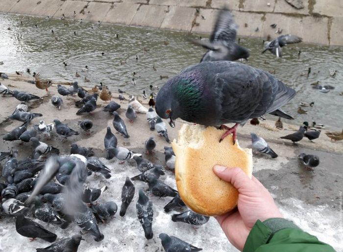 If You Don't Feed The Birds They'll Help Themselves (4 pics)