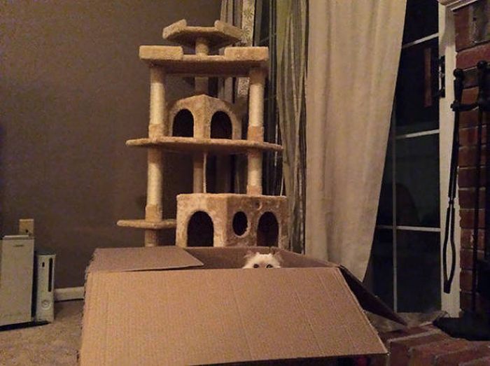 Why You Should Never Ever Buy Gifts For Cats (39 pics)