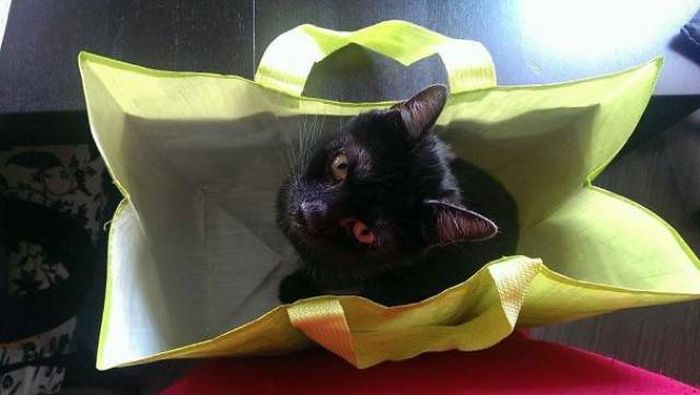Why You Should Never Ever Buy Gifts For Cats (39 pics)