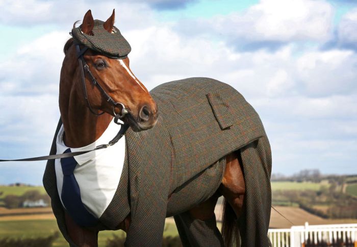 This Horse Looks Absolutely Stunning In A Three Piece Suit (4 pics)