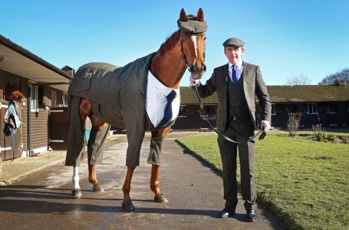 This Horse Looks Absolutely Stunning In A Three Piece Suit (4 pics)