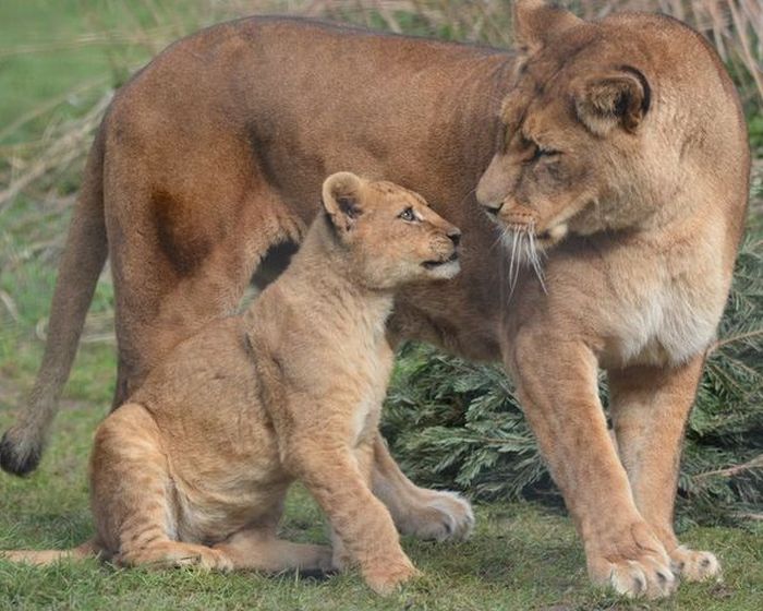Lion Cub Goes For A Walk With The Family For The First Time (13 pics)
