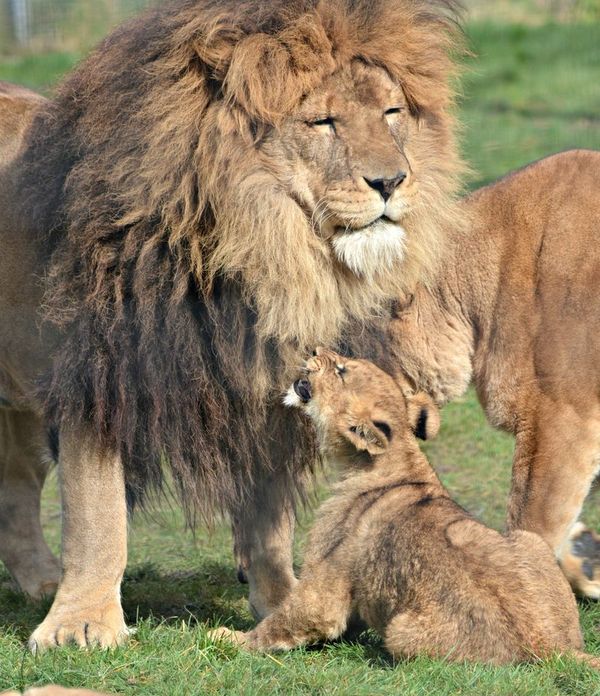Lion Cub Goes For A Walk With The Family For The First Time (13 pics)