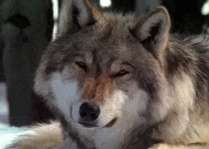Adorable Animals That Can Rip You In Half (10 gifs)