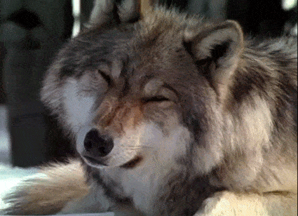 Adorable Animals That Can Rip You In Half (10 gifs)