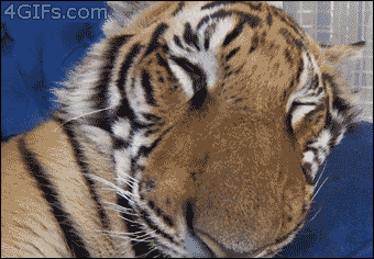 Adorable Animals That Can Rip You In Half (10 gifs)