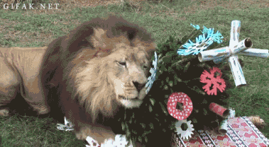 Adorable Animals That Can Rip You In Half (10 gifs)