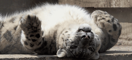 Adorable Animals That Can Rip You In Half (10 gifs)