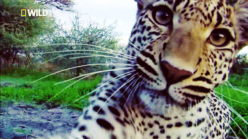 Adorable Animals That Can Rip You In Half (10 gifs)