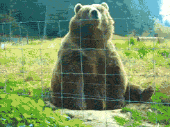 Adorable Animals That Can Rip You In Half (10 gifs)