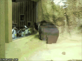 Adorable Animals That Can Rip You In Half (10 gifs)