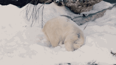 Adorable Animals That Can Rip You In Half (10 gifs)