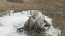Adorable Animals That Can Rip You In Half (10 gifs)