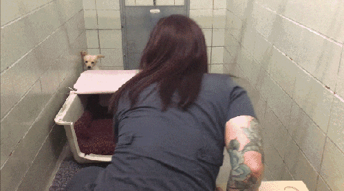 Shelter Staff Finally Finds A Way To Get Through To A Scared Dog (5 pics)