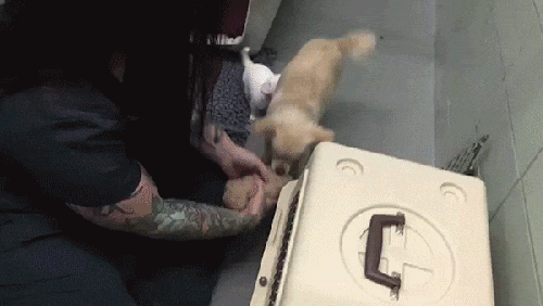 Shelter Staff Finally Finds A Way To Get Through To A Scared Dog (5 pics)