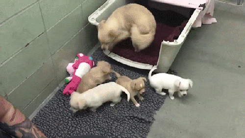 Shelter Staff Finally Finds A Way To Get Through To A Scared Dog (5 pics)