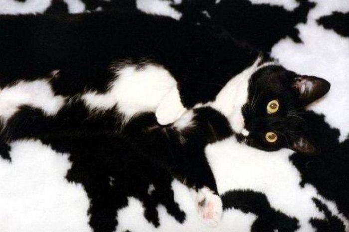 You're Going To Have To Look At These Weird And Wacky Pics At Least Twice (36 pics)