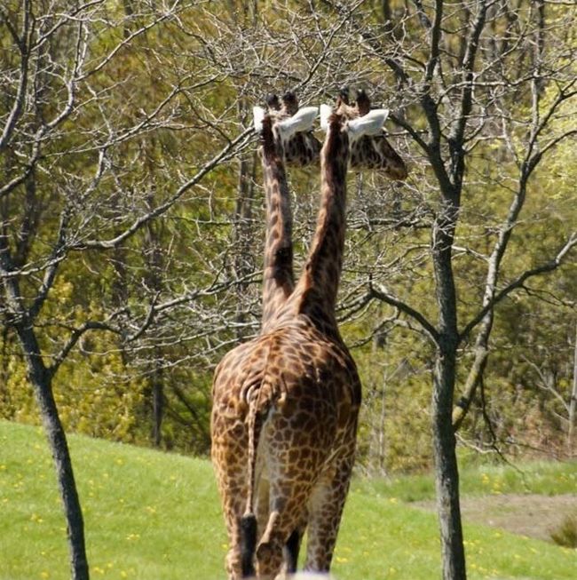 You're Going To Have To Look At These Weird And Wacky Pics At Least Twice (36 pics)