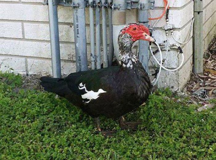 You're Going To Have To Look At These Weird And Wacky Pics At Least Twice (36 pics)